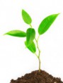 Juguemos con las plantas