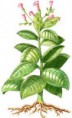 La nutrición de las plantas