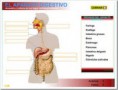El Sistema Digestivo